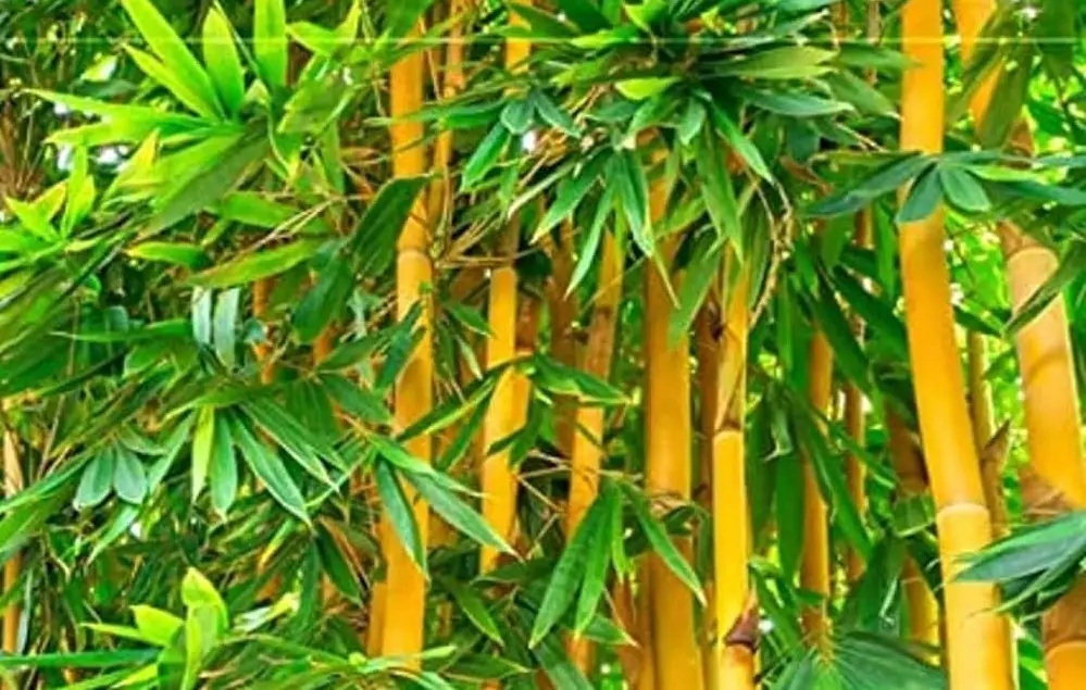 Décoration intérieure : 5 raisons de choisir le bambou de qualité